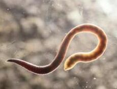 Helminths